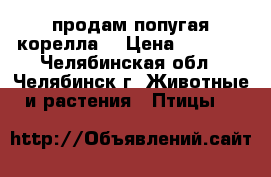 продам попугая корелла  › Цена ­ 2 400 - Челябинская обл., Челябинск г. Животные и растения » Птицы   
